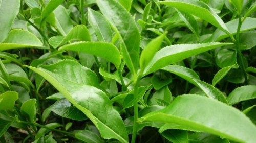 Tác dụng của lá trà xanh tươi- các loại trà tốt cho sức khỏe